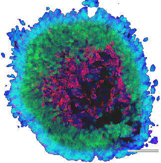 3D retinal organoid